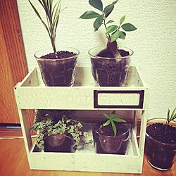 棚/DIY/100均/ダイソー/観葉植物...などのインテリア実例 - 2015-10-24 20:52:04