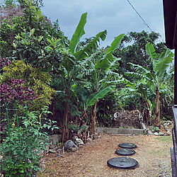 裏庭/バナナの木/庭/一番好きな場所/観葉植物...などのインテリア実例 - 2020-04-11 07:46:32