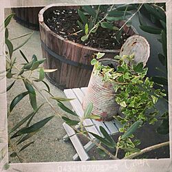 玄関/入り口/DIY/植物/アイビー/ペイント缶のインテリア実例 - 2013-12-13 00:04:25