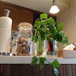 キッチン/植物のインテリア実例 - 2012-06-25 00:39:36