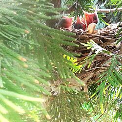 玄関/入り口/庭の木に巣を作ったのインテリア実例 - 2015-06-21 18:00:34