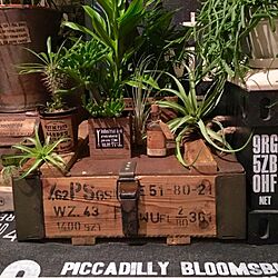 アンモボックス/植物のある部屋/観葉植物/NO GREEN NO LIFE/GREEN LIFE...などのインテリア実例 - 2016-01-07 05:39:05