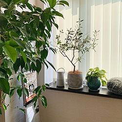 窓辺のグリーン/雑誌ラック/植物のある暮らし/観葉植物/リビングのインテリア実例 - 2022-05-18 12:58:17