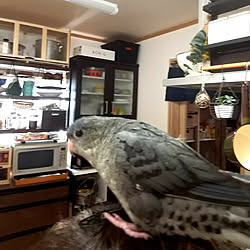 キッチン/サザナミインコ/インコと暮らす家/ボサボサ頭でスミマセン/コーヒーは冷めましたのインテリア実例 - 2021-04-08 09:44:42