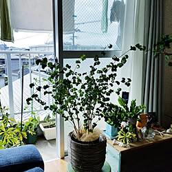 リビング/観葉植物/ナチュラルインテリア/観葉植物のある暮らし/窓際のグリーンのインテリア実例 - 2018-06-12 22:42:08