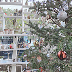 もみの木/クリスマス/クリスマスツリー180cm/庭/部屋全体のインテリア実例 - 2020-11-12 17:07:29