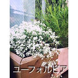 リビング/花のインテリア実例 - 2015-06-01 14:13:14