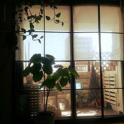 リビング/窓枠DIY/ベランダ/DIY初心者/観葉植物のインテリア実例 - 2016-04-15 10:04:55