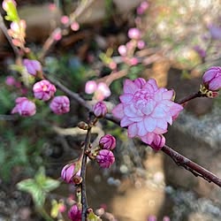 部屋全体/ガーデニングが好き/お花が好き/庭仕事が好き/お花がある暮らし...などのインテリア実例 - 2023-04-03 17:40:32