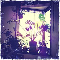 壁/天井/植物/多肉植物/出窓のインテリア実例 - 2013-09-28 10:26:10