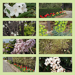 玄関/入り口/植物のある暮らし/春の庭/開花記録のインテリア実例 - 2021-04-07 00:20:00