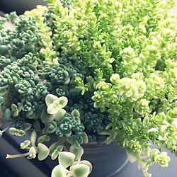 植物/セダム/多肉植物/グリーン/窓際...などのインテリア実例 - 2015-04-14 08:28:15