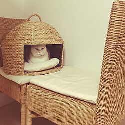 ベッド周り/猫/白猫/IKEA/手作り...などのインテリア実例 - 2016-12-17 23:01:18
