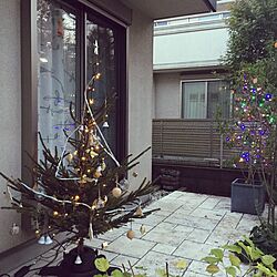 玄関/入り口/生モミの木/クリスマス/クリスマスツリー/IKEA　のインテリア実例 - 2016-12-02 21:52:59