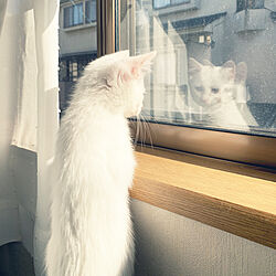 窓と猫の物語2021withYKKAP/白猫/多頭飼い/ねこと暮らす。/子猫拾いました...などのインテリア実例 - 2021-11-13 21:11:02