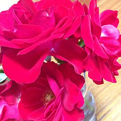 玄関/入り口/屋上で咲いたバラのインテリア実例 - 2016-06-14 18:17:03