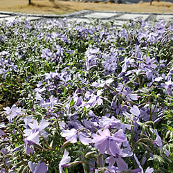 玄関/入り口/こどもと暮らす/花のある生活/芝桜/庭...などのインテリア実例 - 2021-03-31 08:30:06