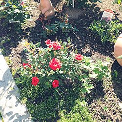 薔薇/手作りの庭/ガーデニングのインテリア実例 - 2016-06-22 07:37:06