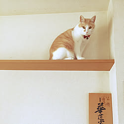 部屋全体/名前は…もか。/アイデア募集中/ねこと暮らす/キャットウォーク作りたいのインテリア実例 - 2018-02-18 13:29:42