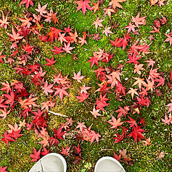 苔/落葉の庭/紅葉の葉っぱ/癒し/自然に囲まれて...などのインテリア実例 - 2019-11-29 21:39:57