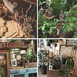 植物と暮らす毎日/グリーンのある暮らし/dryflower/living with plants/indoorjungle...などのインテリア実例 - 2016-11-13 17:35:11