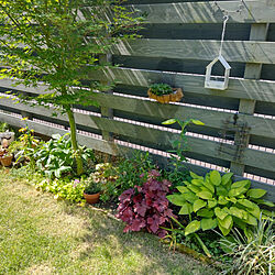 棚/庭/グリーンのある暮らし/花壇 手作り/芝生の庭...などのインテリア実例 - 2022-06-09 10:40:05