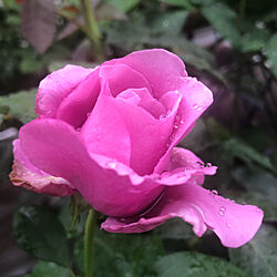 シャルル・ド・ゴール/バラ/お花が好き/観葉植物/花...などのインテリア実例 - 2022-05-26 18:54:14