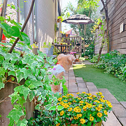 犬と暮らす/わんこと暮らす家/植物のある暮らし/グリーンのある暮らし/おうち時間...などのインテリア実例 - 2021-06-09 20:18:34