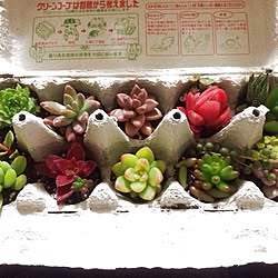 部屋全体/多肉植物/植物のインテリア実例 - 2014-02-19 18:14:50