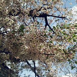 玄関/入り口/桜/近所の花のインテリア実例 - 2017-04-12 14:35:37