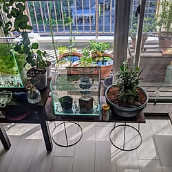 趣味部屋/観葉植物/グリーン/中古マンション/マンション暮らし...などのインテリア実例 - 2023-09-24 15:01:13