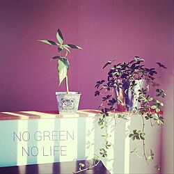 棚/NO GREEN NO LIFE/植物/こどもと暮らす。/観葉植物...などのインテリア実例 - 2016-05-22 09:12:10