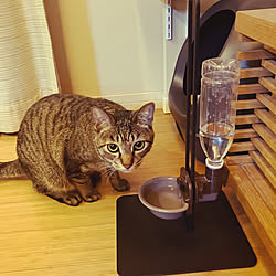 猫のいる部屋/猫のいる暮らし/水飲み器/水飲みスタンド/towerシリーズ...などのインテリア実例 - 2023-04-26 21:47:10