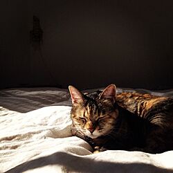 ベッド周り/IKEA/猫/ベッド/リネンのインテリア実例 - 2013-11-20 09:18:53