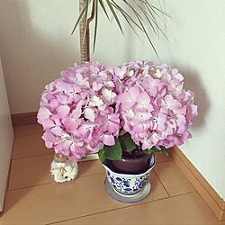 リビング/観葉植物/花のある暮らし/ガーデニング/ピンクのインテリア実例 - 2017-04-21 06:24:59