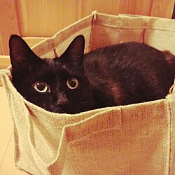 黒猫♡のインテリア実例 - 2016-06-05 22:39:49