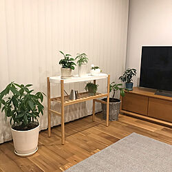 パキラ成長中/IKEA/テレビボード/シンプルな暮らし/観葉植物のある暮らし...などのインテリア実例 - 2020-04-20 20:23:52