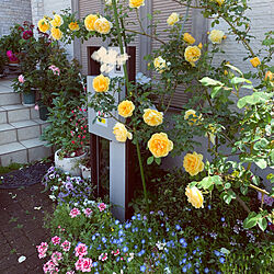 ネモフィラ/バラ/お花のある暮らし/玄関/入り口のインテリア実例 - 2020-05-13 21:11:32