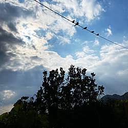 空/電線/スズメ/お散歩で見つけたもの/犬を２匹飼っています...などのインテリア実例 - 2020-12-08 13:42:32