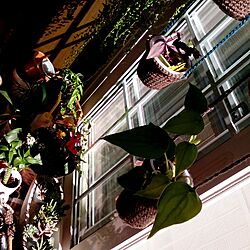 壁/天井/出窓/多肉植物のインテリア実例 - 2015-10-26 10:37:32