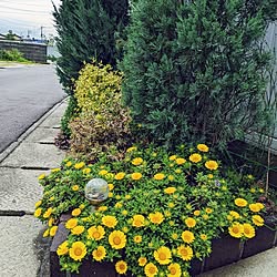 部屋全体/庭/何気ない風景/花壇/春の花❁...などのインテリア実例 - 2023-04-15 13:28:27