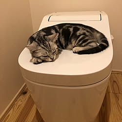 猫/バス/トイレのインテリア実例 - 2019-09-04 23:22:34