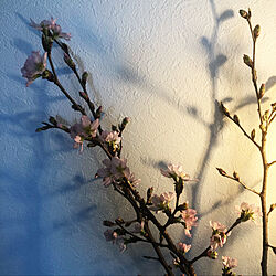 桜/お花のある暮らし/オザキフラワーパーク/ナチュラル/IKEA...などのインテリア実例 - 2019-03-03 12:31:21