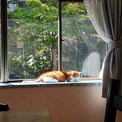 リビング/窓辺/古い家を楽しむ/猫との暮らし/窓からの眺め...などのインテリア実例 - 2023-04-10 13:23:21
