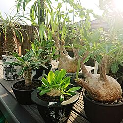 ご褒美アイテム/植物のある暮らし/植中毒/複数枚投稿/③枚投稿...などのインテリア実例 - 2023-09-04 18:18:10