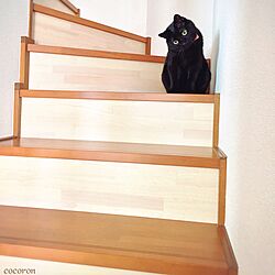 階段/ねこ部/ねこのいる日常/黒猫/猫...などのインテリア実例 - 2016-04-01 06:57:59