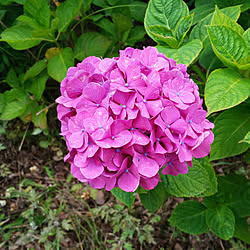 玄関/入り口/アナベル/紫陽花の咲く公園/線維筋痛症戦ってます/線維筋痛症...などのインテリア実例 - 2021-06-29 02:30:43