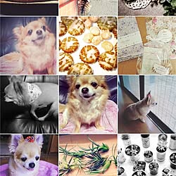 愛犬/雑貨のインテリア実例 - 2016-06-10 21:11:20