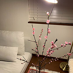 癒しの空間/花のある暮らし/桜/春の模様替え/ホワイトインテリア...などのインテリア実例 - 2022-03-20 23:13:46