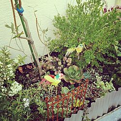 玄関/入り口/多肉植物/植物/オリーブ/ガーデン...などのインテリア実例 - 2014-04-24 17:25:17